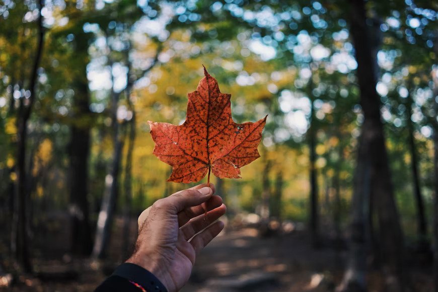 LMIA in Canada